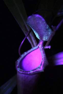 Pitcher of a Nepenthes plant under UV light.